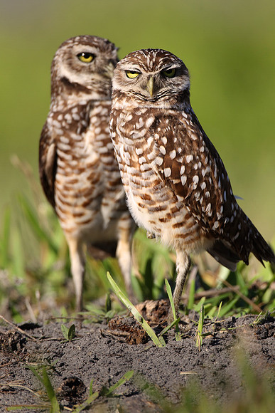 Burrowing owl pair