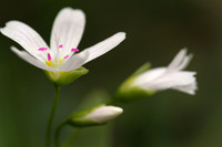Spring Beauty, Montana, USA