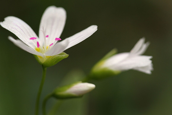Spring Beauty, Montana, USA