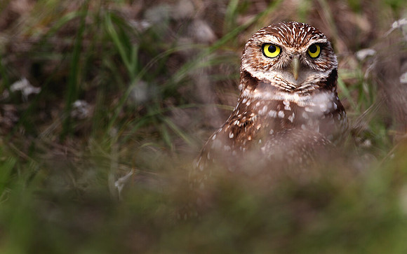 Curious, Burrowing owl