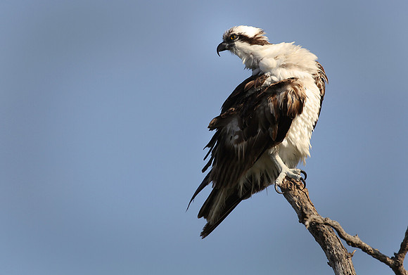 Osprey