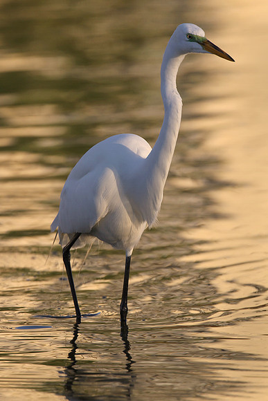 Great egret, hunting