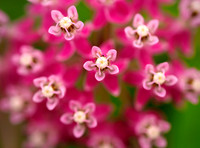 Swamp Milkweed, Pennsylvania, USA