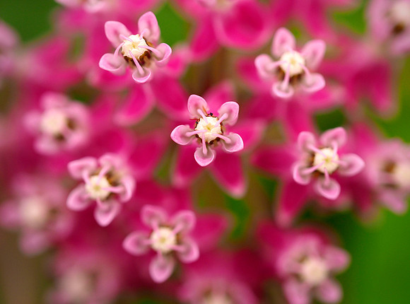Swamp Milkweed, Pennsylvania, USA