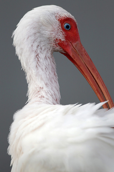 White ibis, preening