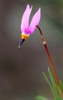 Shooting Star, Montana, USA