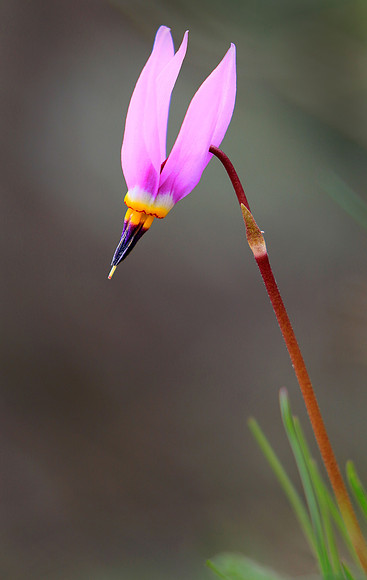 Shooting Star, Montana, USA