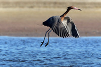 Reddish egret, lift off