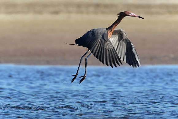 Reddish egret, lift off