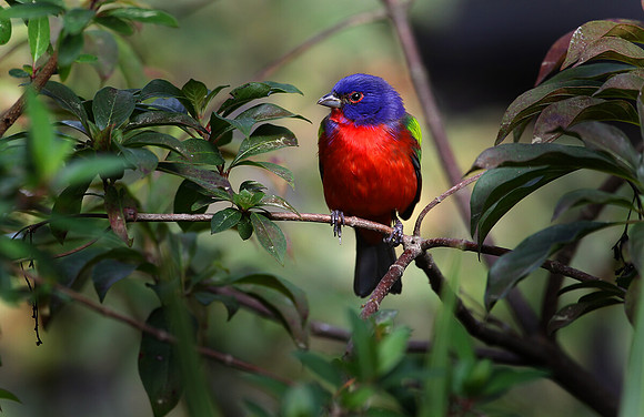 Painted bunting