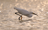Snowy, egret