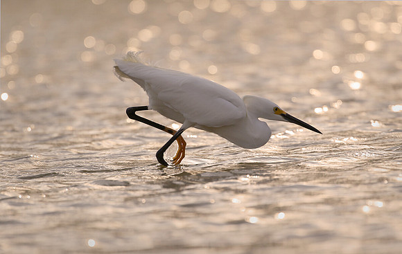 Snowy, egret