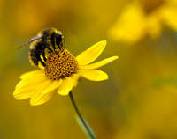 Bombus Days, Montana, USA