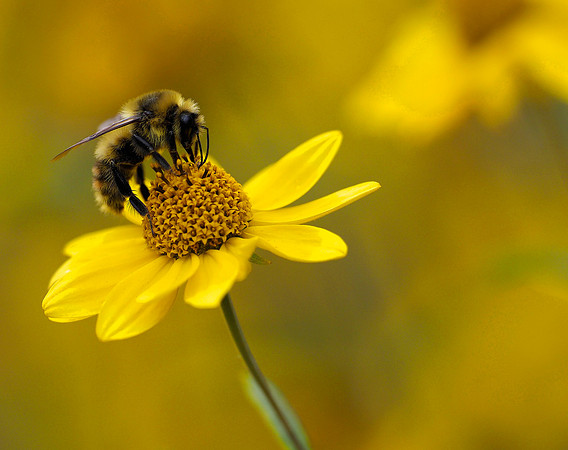 Bombus Days, Montana, USA