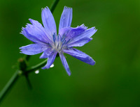 Chicory, Pennsylvania, USA