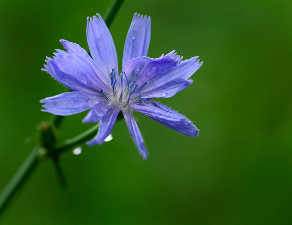 Chicory, Pennsylvania, USA