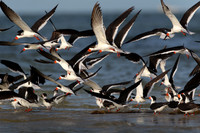 Black skimmers, in flight