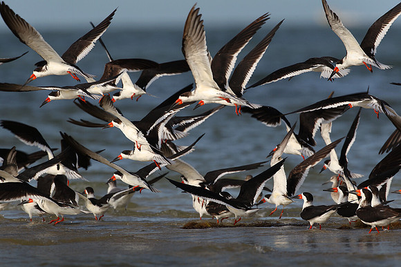 Black skimmers, in flight