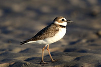 Wilson's plover