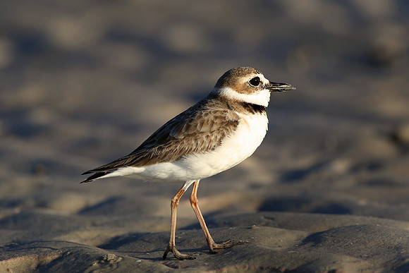Wilson's plover