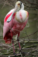 Roseate spoonbill