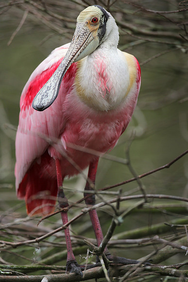 Roseate spoonbill