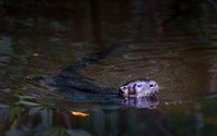 River otter