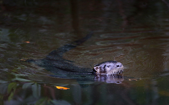 River otter