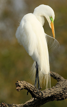 Preening egret.