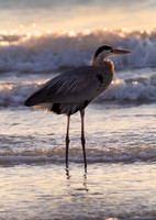Great blue heron