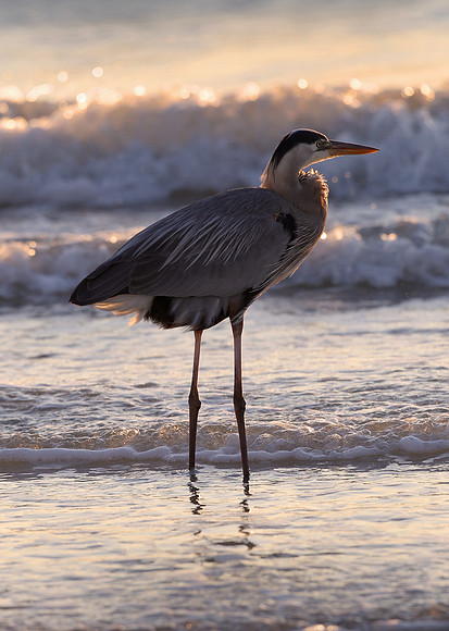 Great blue heron