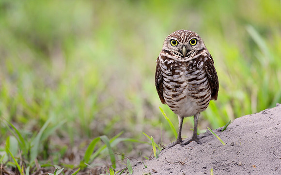 Burrowing owl portrait