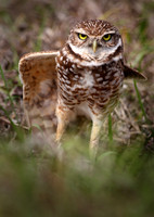 Burrowing owl, on watch