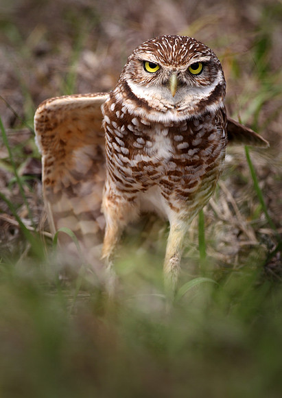 Burrowing owl, on watch