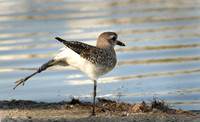Black-bellied plover