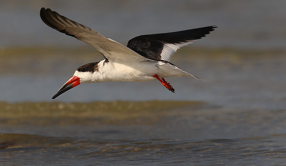 Black skimmer