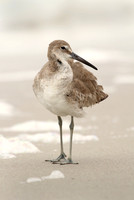 Willet, pose