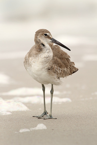 Willet, pose