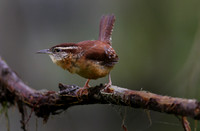 Carolina wren