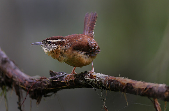 Carolina wren