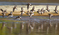 Taking flight