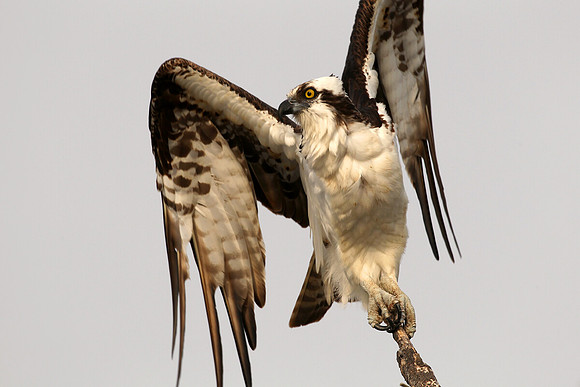 Osprey, taking flight