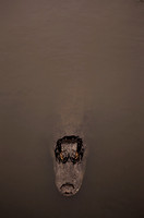 Alligator, waiting