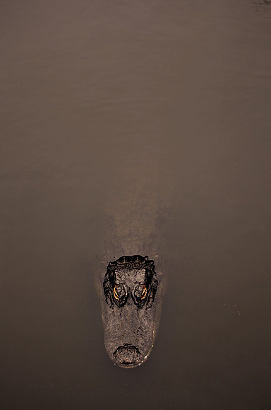 Alligator, waiting