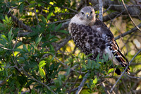 Red-shoulder hawk