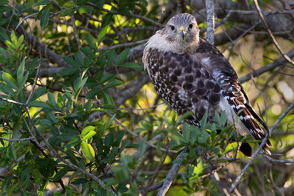 Red-shoulder hawk