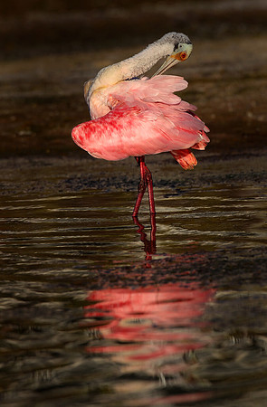 Spoonbill, Reflection