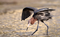 Reddish egret, hunt