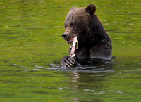 A pink salmon provides the important sustenance for Grizzlies of the Great Bear Rainforest.