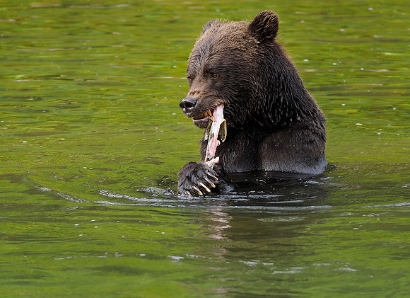 A pink salmon provides the important sustenance for Grizzlies of the Great Bear Rainforest.